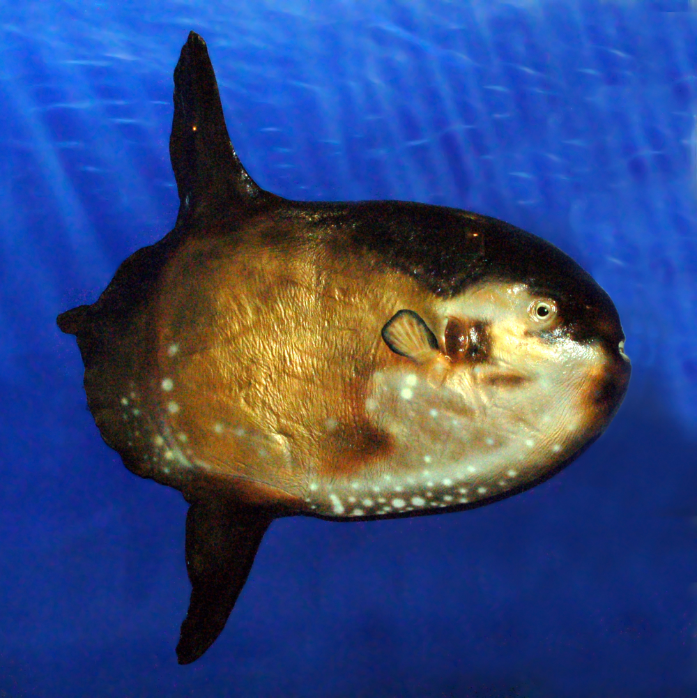 the mounted mola has a stocky round body with two long fins coming off the top and bottom, which its thought the orca use to grab onto before the ram-to-fragment behavior